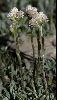 <em>Antennaria dioica</em>